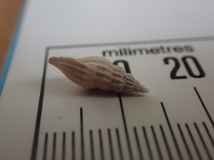 Guraleus