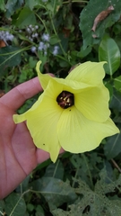 Hibiscus hispidissimus