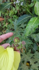 Hibiscus hispidissimus