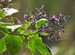 Palicourea steyermarkii