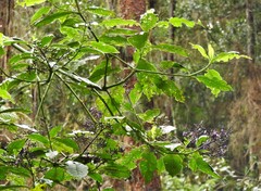 Palicourea steyermarkii