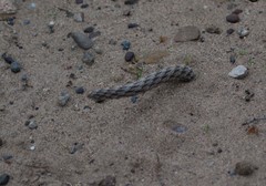 Pterocactus tuberosus