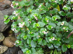 Begonia semperflorens-cultorum