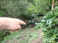 Begonia semperflorens-cultorum