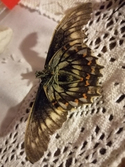 Battus polydamas psittacus