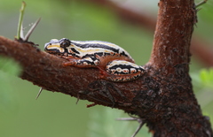 Hyperolius marmoratus taeniatus