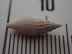 Guraleus