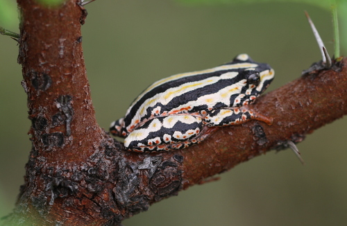 Painted Reed Frog, photo 3 of 10