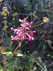 Stachys thunbergii