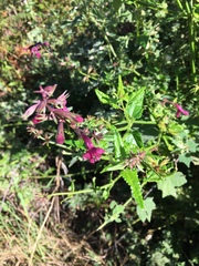 Stachys thunbergii