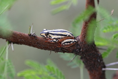 Hyperolius marmoratus taeniatus