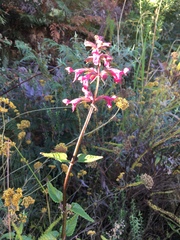 Stachys thunbergii