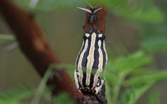 Hyperolius marmoratus taeniatus