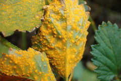 Phragmidium mexicanum