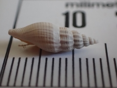 Guraleus