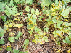 Phragmidium mexicanum