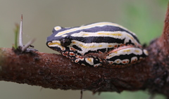 Hyperolius marmoratus taeniatus