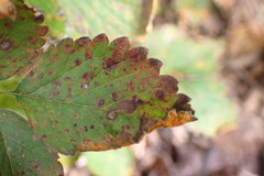 Phragmidium mexicanum