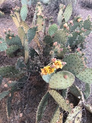 Opuntia chlorotica