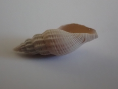 Guraleus