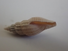 Guraleus