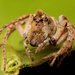 Crowned Lynx Spiders - Photo (c) Wynand Uys, some rights reserved (CC BY), uploaded by Wynand Uys