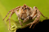 Crowned Lynx Spiders - Photo (c) Wynand Uys, some rights reserved (CC BY), uploaded by Wynand Uys