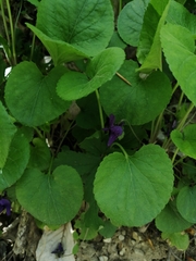 Viola