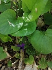 Viola