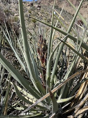 Yucca baccata baccata