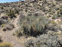Yucca baccata baccata