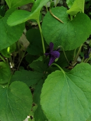 Viola