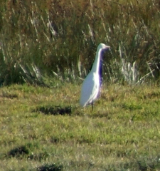 Ardea intermedia brachyrhyncha