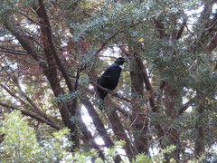 Prosthemadera novaeseelandiae novaeseelandiae