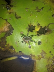Lycosidae