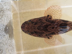 Oxyeleotris marmorata