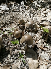 Psathyrellaceae