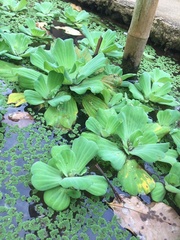 Pistia