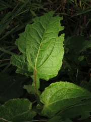 Sigesbeckia jorullensis