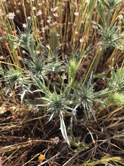 Eryngium castrense
