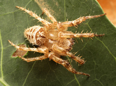 Pararaneus