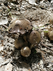 Psathyrellaceae
