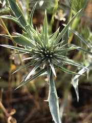 Eryngium castrense