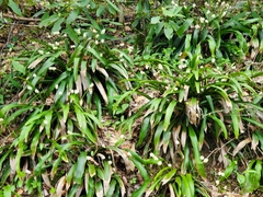 Carex fraseriana