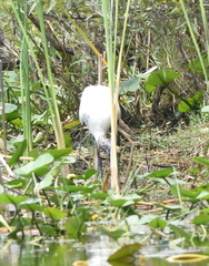Mycteria americana image
