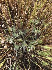 Eryngium castrense