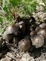Psathyrellaceae