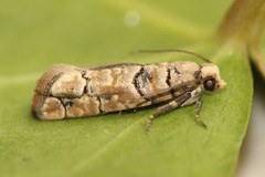 Blastesthia tessulatana