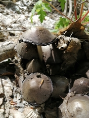 Psathyrellaceae
