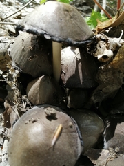 Psathyrellaceae